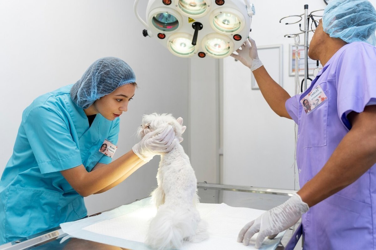 Curso Introdução a Veterinária