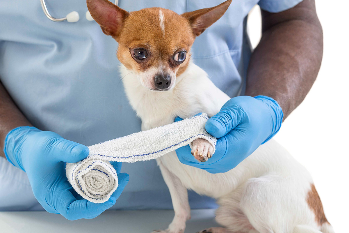 Primeiros Socorros Pet para Veterinários, PetShops e Tosadores